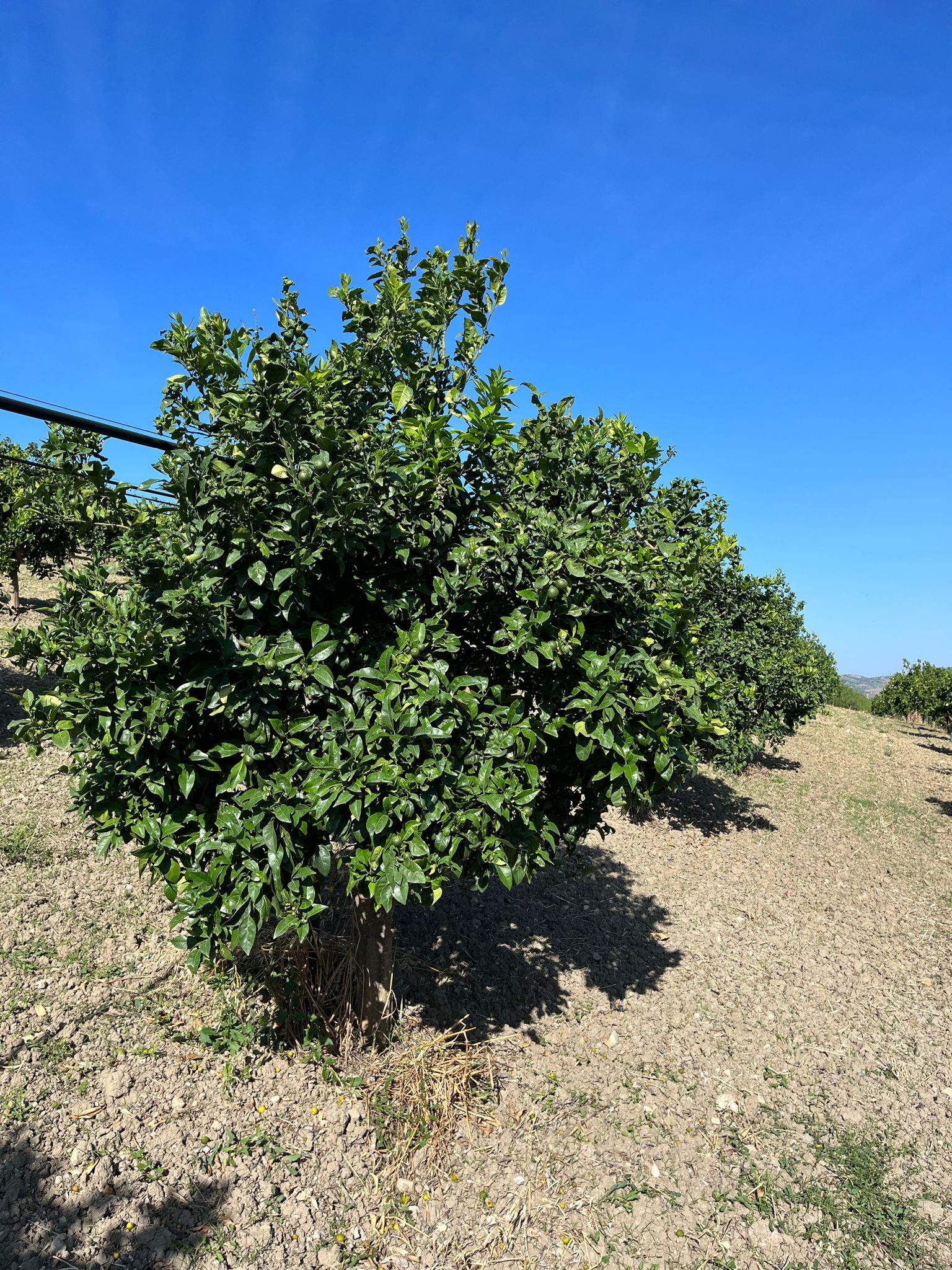 Orangenbaum auf Sizilien